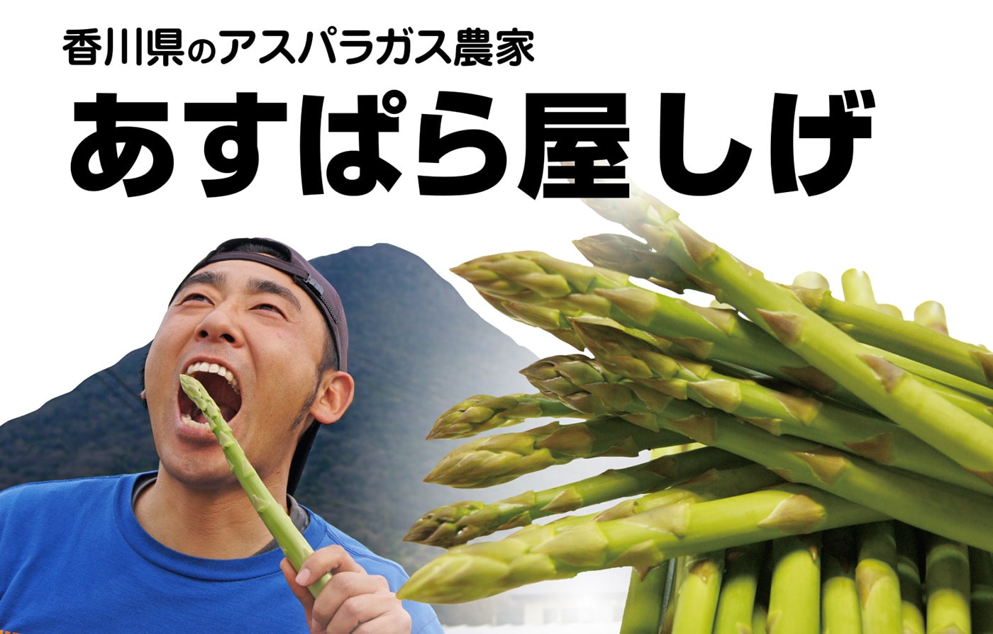 香川県のアスパラガス農家あすぱら屋しげ